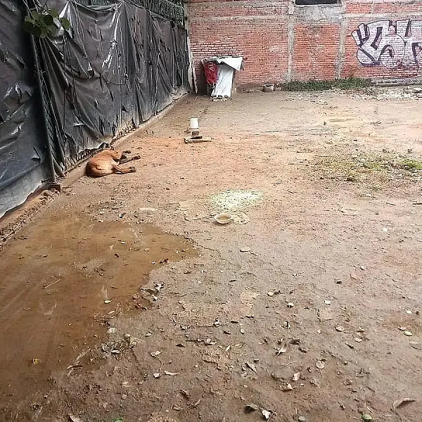 Tereno en Renta/venta Consituyente, San Miguel Chapultepec II Sección EG153