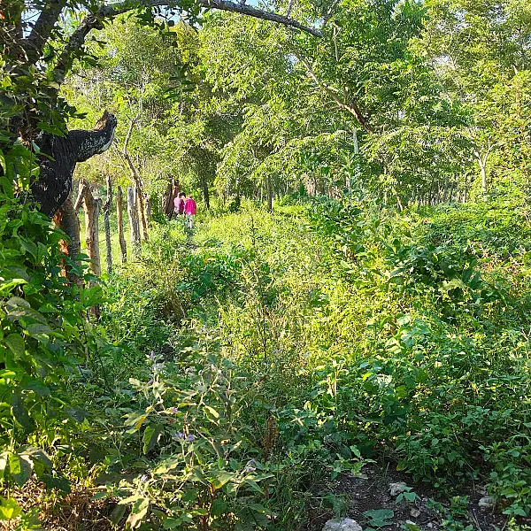 Terreno en venta en la comunidad de Carrizal, Municipio de Emiliano Zapata, Veracruz
