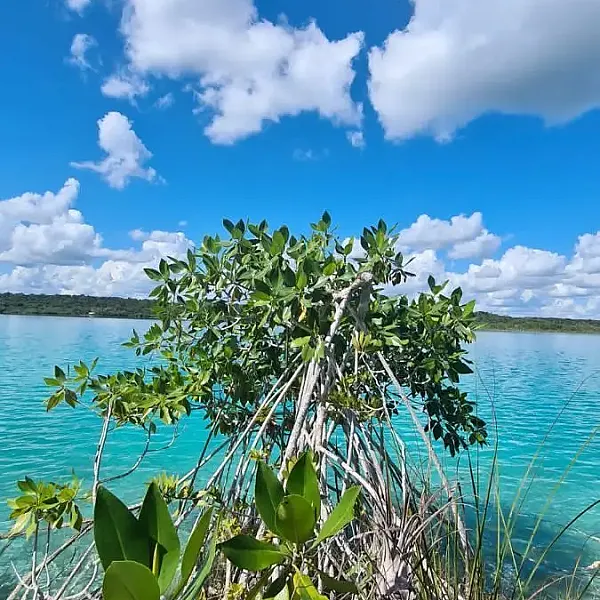 Terreno en Venta en Bacalar