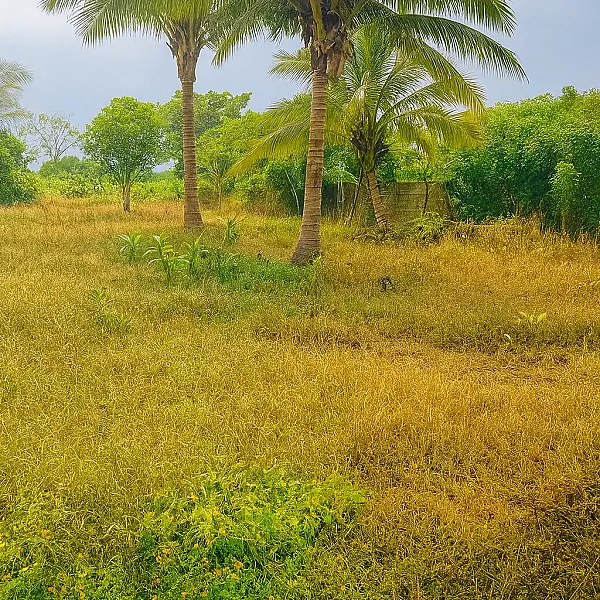 Terreno en venta, en la comunidad de la pocheta, municipio de Lerdo de Tejada, Veracruz